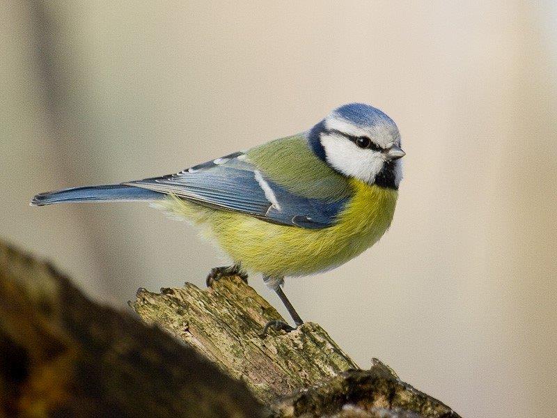 Cyanistes caeruleus